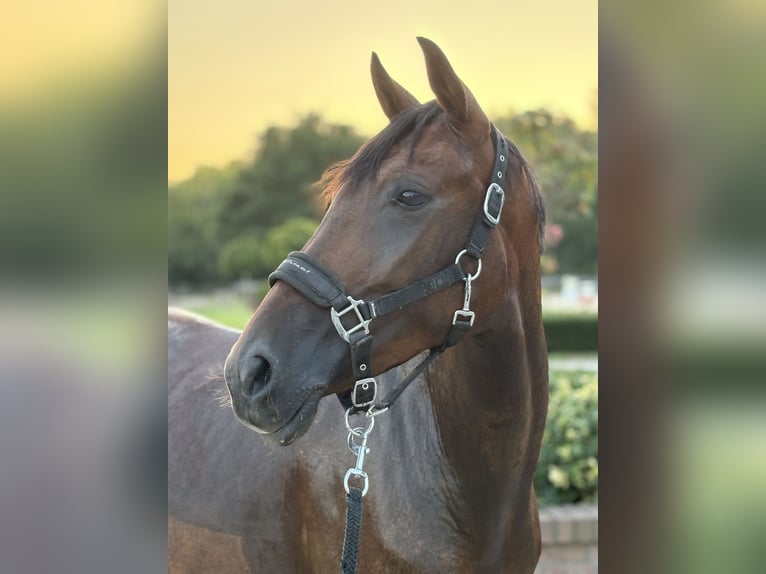 Cruzado Merrie 6 Jaar 162 cm Donkerbruin in Brühl