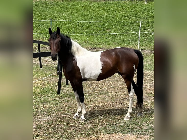 Cruzado Merrie 7 Jaar 145 cm Gevlekt-paard in Randa