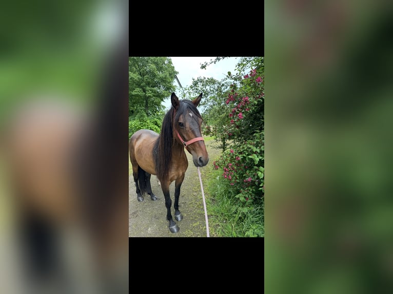 Cruzado Merrie 7 Jaar 150 cm Bruin in Issum