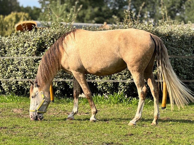 Cruzado Mix Merrie 7 Jaar 155 cm  in Boekel