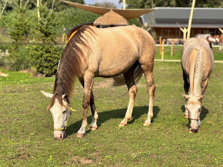 Cruzado Mix Merrie 7 Jaar 155 cm  in Boekel