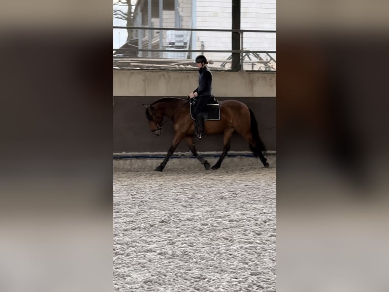 Cruzado Merrie 7 Jaar 157 cm Bruin in Leverkusen