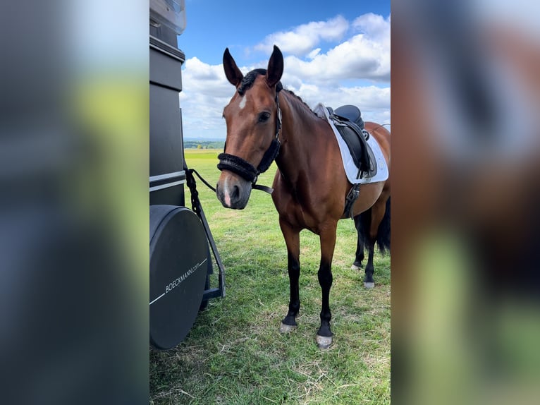 Cruzado Merrie 7 Jaar 157 cm Bruin in Leverkusen