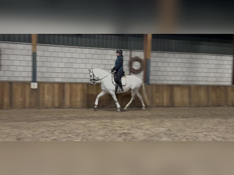 Cruzado Merrie 7 Jaar 160 cm Blauwschimmel in Oud Gastel