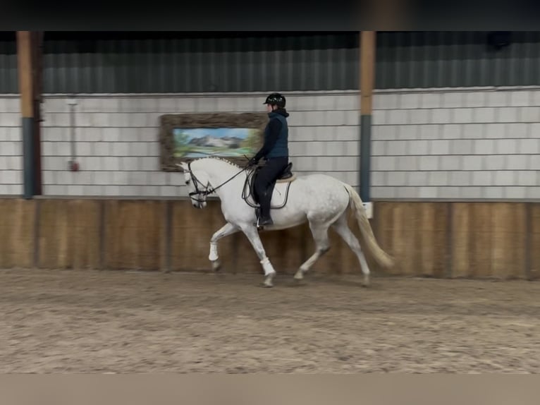 Cruzado Merrie 7 Jaar 160 cm Blauwschimmel in Oud Gastel