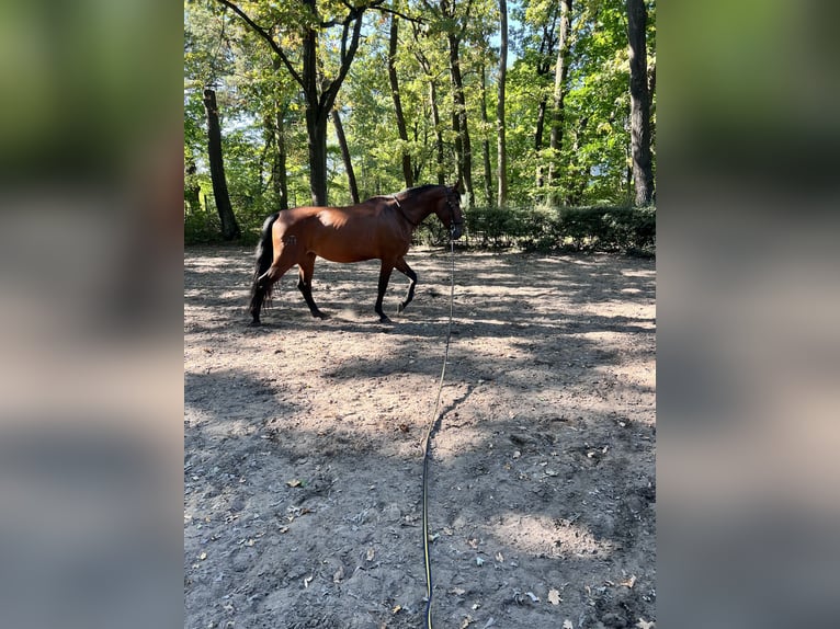 Cruzado Merrie 7 Jaar 160 cm Bruin in Berlin