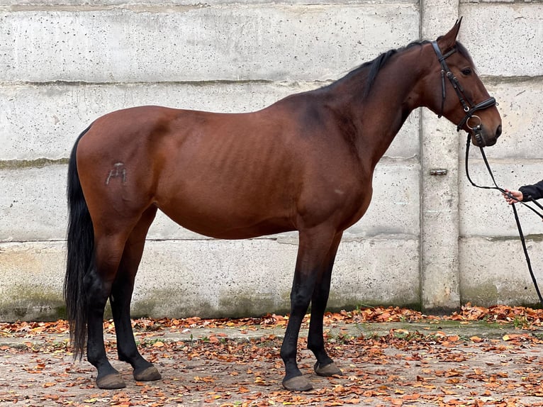 Cruzado Merrie 7 Jaar 160 cm Bruin in Berlin
