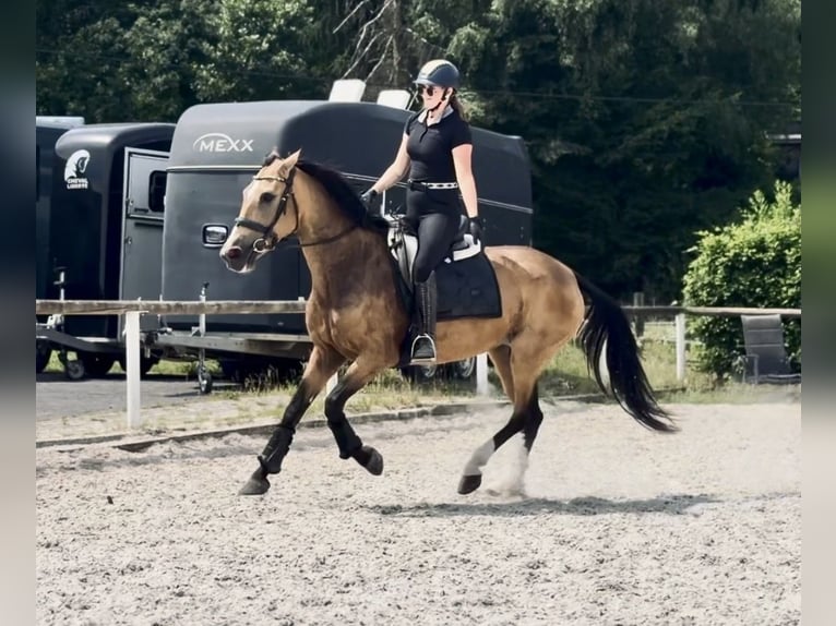 Cruzado Merrie 7 Jaar 160 cm Falbe in Neustadt (Wied)