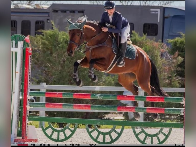Cruzado Merrie 7 Jaar 164 cm Bruin in Alcala De Henares