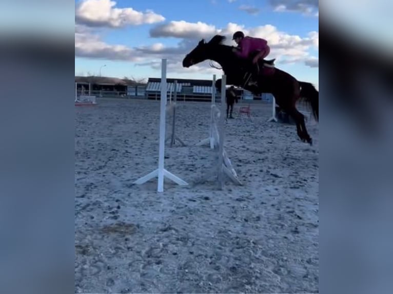 Cruzado Merrie 7 Jaar 164 cm Bruin in Alcala De Henares