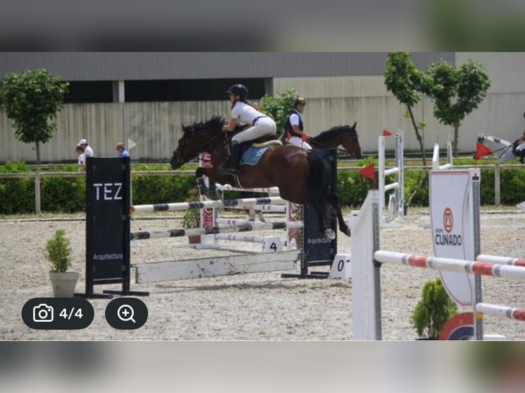 Cruzado Merrie 7 Jaar 164 cm Bruin in Alcala De Henares