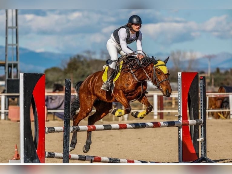 Cruzado Merrie 7 Jaar 164 cm Bruin in Alcala De Henares