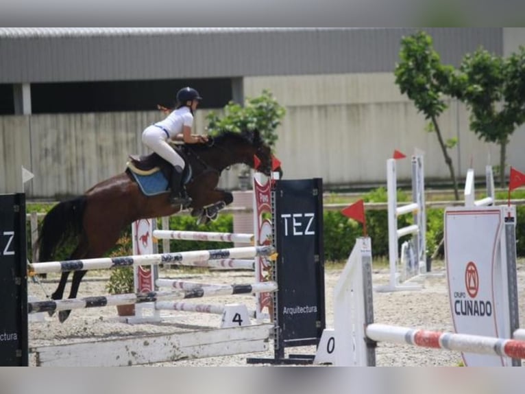 Cruzado Merrie 7 Jaar 164 cm Bruin in Alcala De Henares