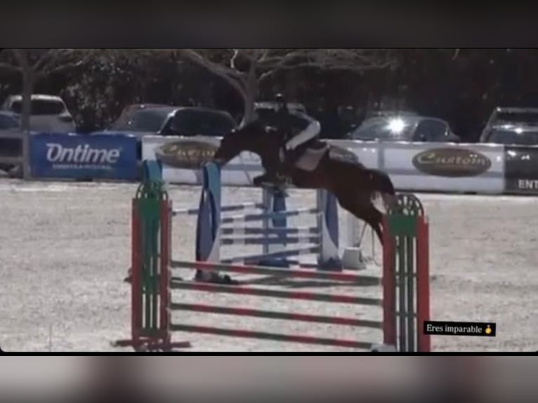 Cruzado Merrie 7 Jaar 164 cm Bruin in Alcala De Henares