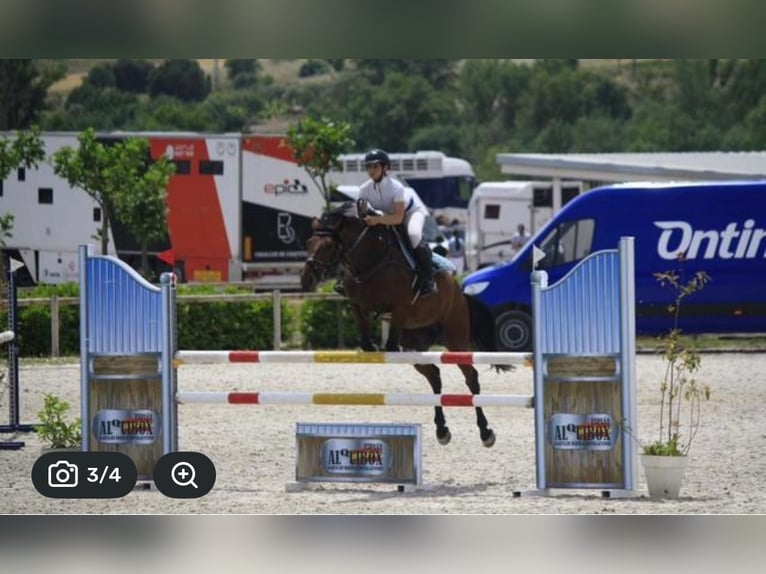 Cruzado Merrie 7 Jaar 164 cm Bruin in Alcala De Henares
