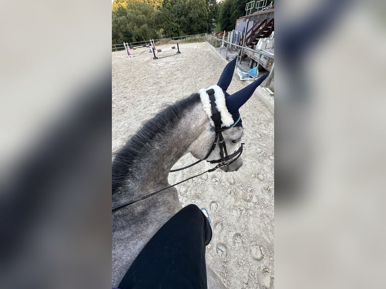 Cruzado Merrie 7 Jaar 165 cm Schimmel in Illingen