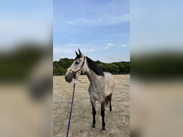 Cruzado Merrie 7 Jaar 165 cm Schimmel in Illingen