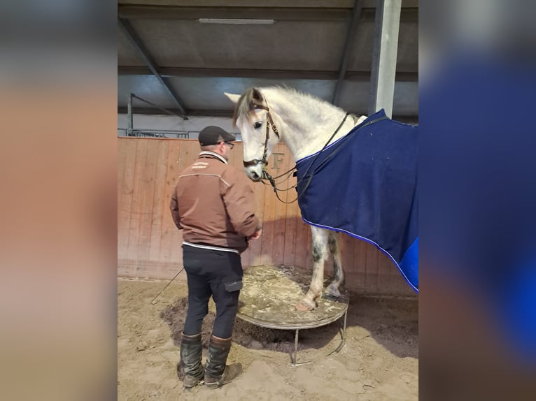 Cruzado Merrie 7 Jaar 168 cm Vliegenschimmel in Oberlangen