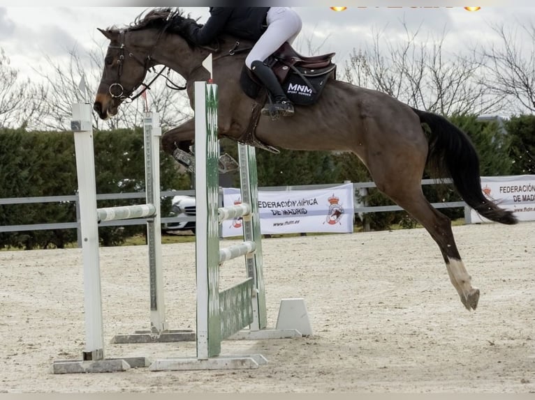 Cruzado Mix Merrie 7 Jaar 180 cm Schimmel in Guadalajara