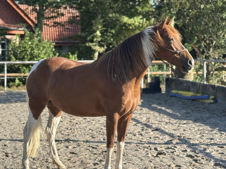 Cruzado Merrie 8 Jaar 153 cm Gevlekt-paard in Nordwalde