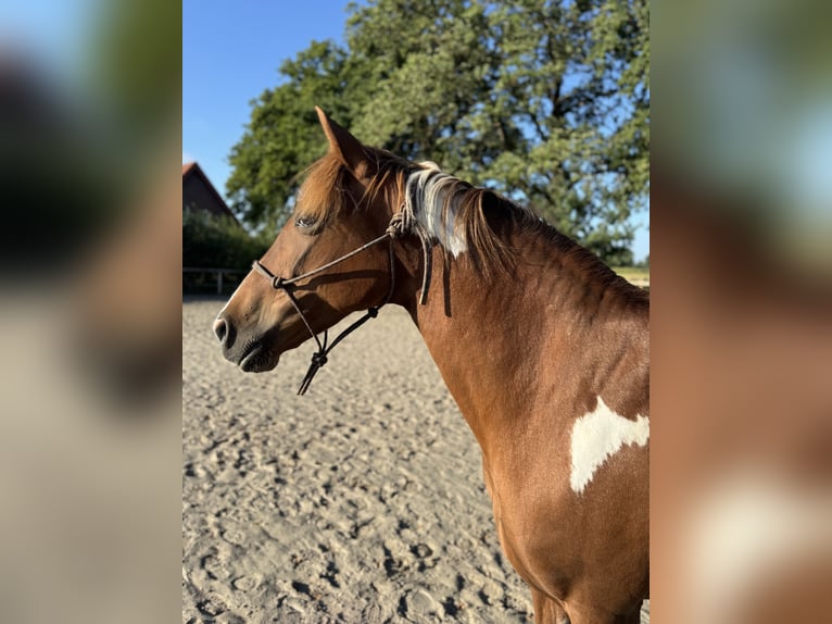 Cruzado Merrie 8 Jaar 153 cm Gevlekt-paard in Nordwalde