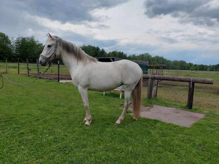 Cruzado Merrie 8 Jaar 154 cm Schimmel in Hannover