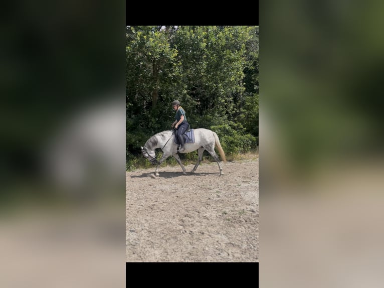 Cruzado Merrie 8 Jaar 155 cm  in Drunen