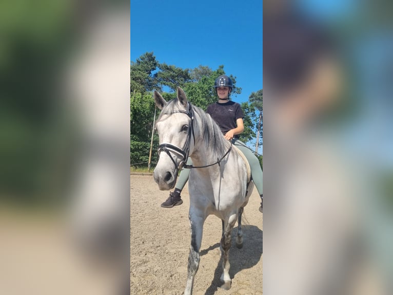 Cruzado Merrie 8 Jaar 155 cm  in Drunen
