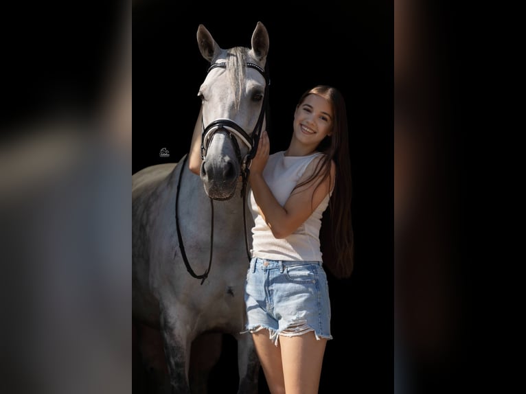 Cruzado Merrie 8 Jaar 155 cm  in Drunen
