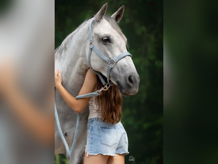 Cruzado Merrie 8 Jaar 155 cm  in Drunen