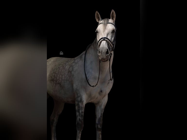 Cruzado Merrie 8 Jaar 155 cm  in Drunen