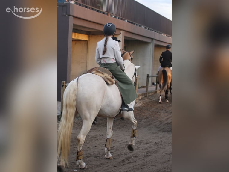 Cruzado Mix Merrie 8 Jaar 161 cm Cremello in Vila Nova de Famalicão