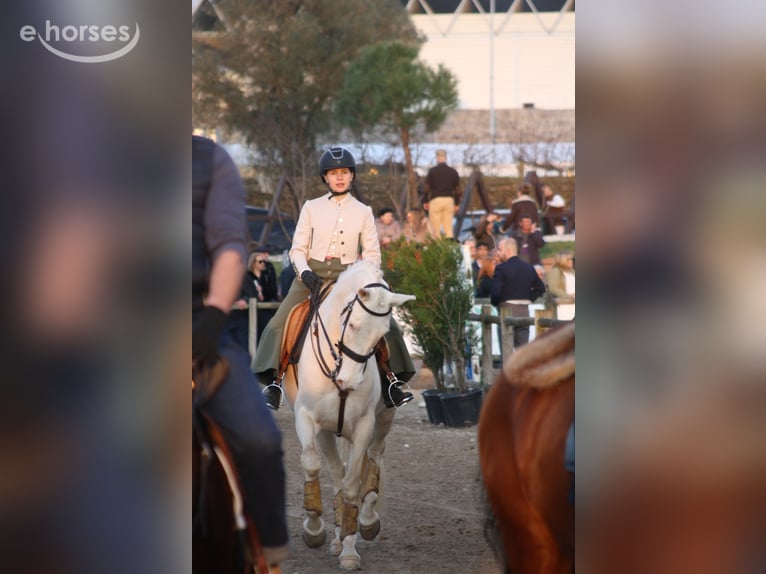 Cruzado Mix Merrie 8 Jaar 161 cm Cremello in Vila Nova de Famalicão