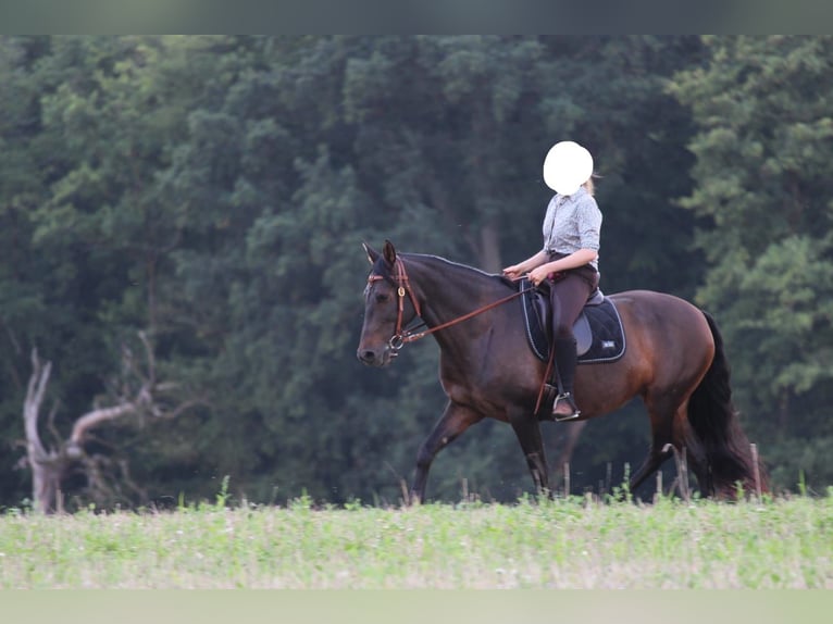 Cruzado Merrie 8 Jaar 162 cm Donkerbruin in Marklohe