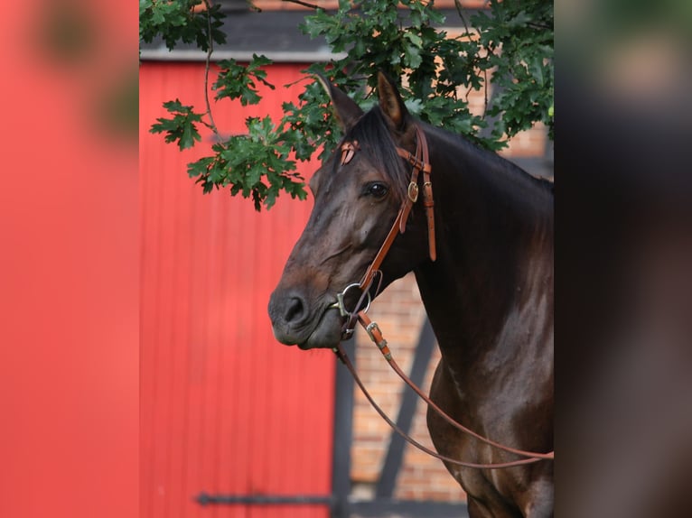 Cruzado Merrie 8 Jaar 162 cm Donkerbruin in Marklohe