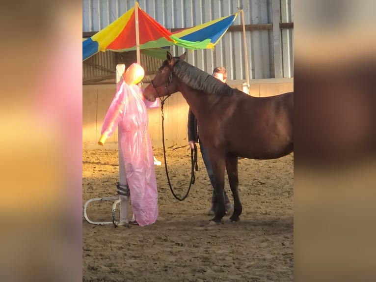 Cruzado Merrie 9 Jaar 155 cm Bruin in Ennepetal
