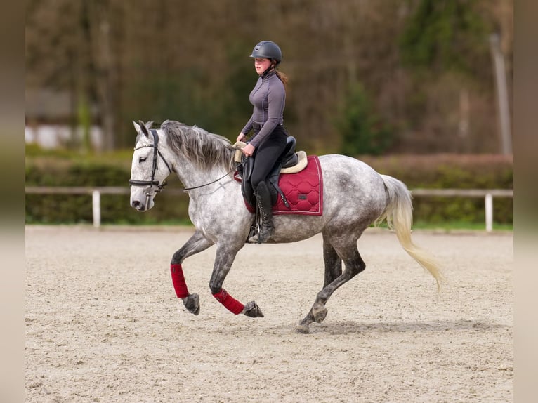 Cruzado Merrie 9 Jaar 155 cm Vliegenschimmel in Neustadt (Wied)