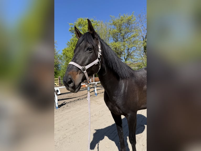 Cruzado Merrie 9 Jaar 160 cm Donkerbruin in Offenburg