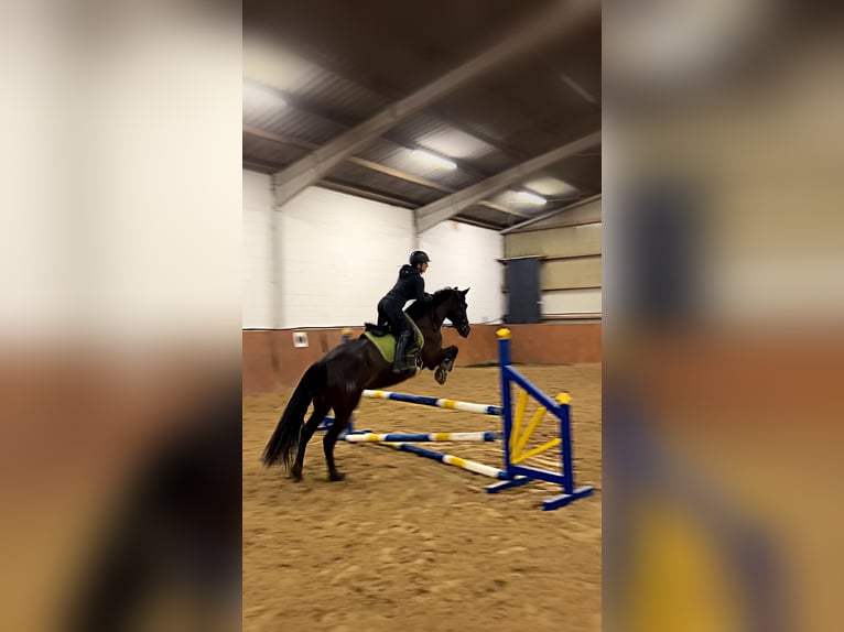 Cruzado Merrie 9 Jaar 160 cm Rabicano in Bodenwerder