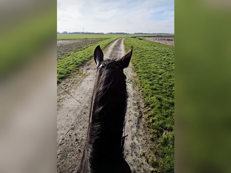 Cruzado Merrie 9 Jaar 160 cm Zwart in Heerenveen