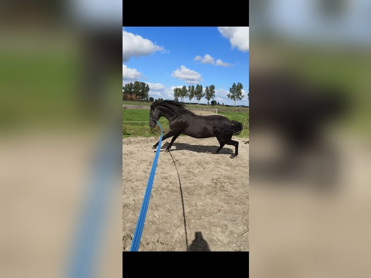 Cruzado Merrie 9 Jaar 160 cm Zwart in Heerenveen