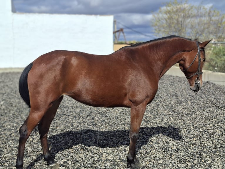 Cruzado Merrie 9 Jaar 162 cm Bruin in Trigueros