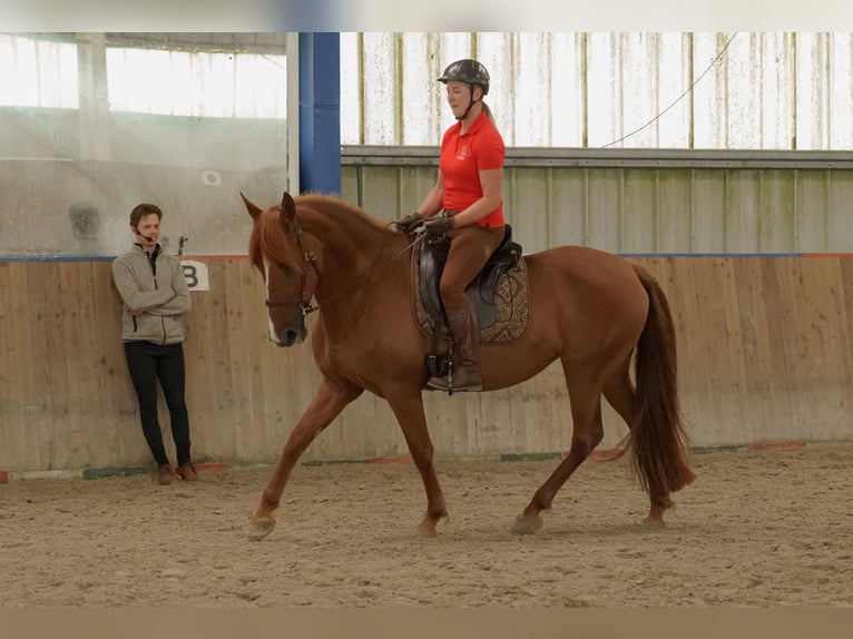 Cruzado Merrie 9 Jaar 162 cm Vos in Sterup