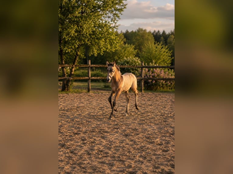 Cruzado Merrie Veulen (04/2026) 158 cm Buckskin in Essen