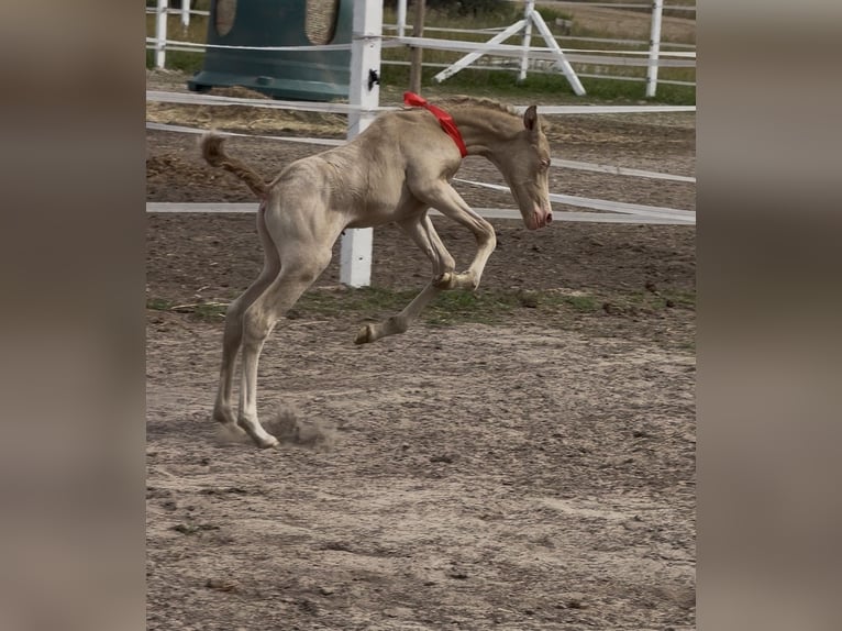 Cruzado Merrie Veulen (02/2026) 160 cm Perlino in wojcieszków