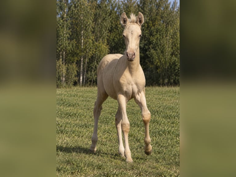 Cruzado Merrie Veulen (02/2026) 160 cm Perlino in wojcieszków