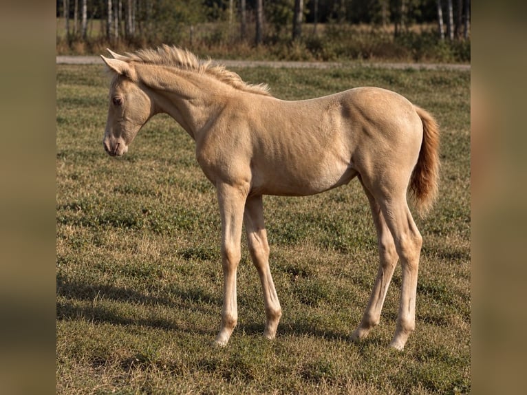 Cruzado Merrie Veulen (02/2026) 160 cm Perlino in wojcieszków