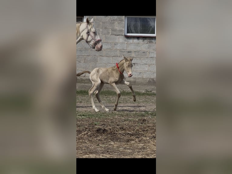 Cruzado Merrie Veulen (02/2026) 160 cm Perlino in wojcieszków