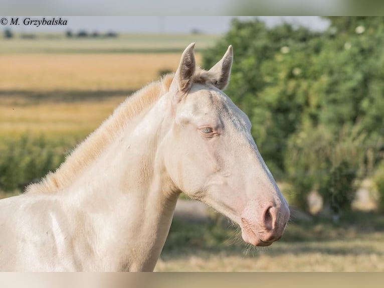 Cruzado Ogier 1 Rok Cremello in Gierałtowice