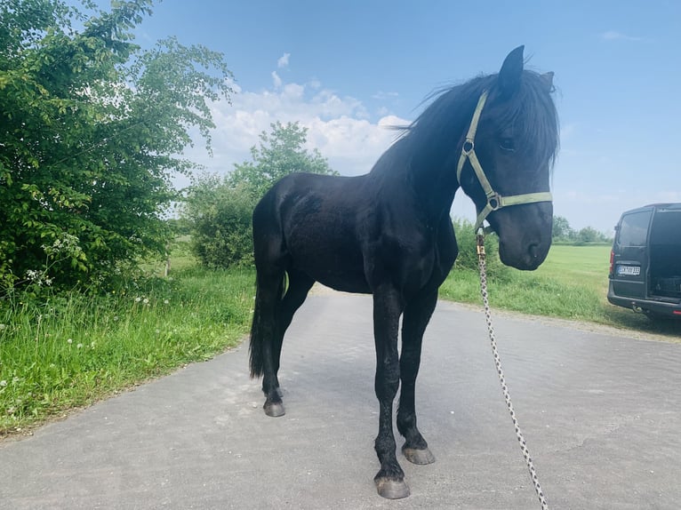 Cruzado Ogier 3 lat 155 cm Kara in Janneby